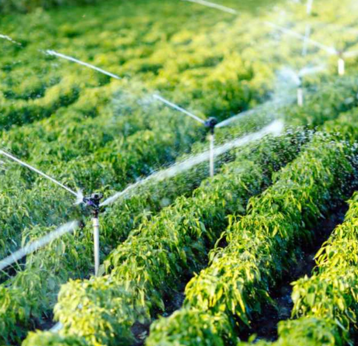 أنظمة وشبكات الري تنسيق حدائق في الرياض – تصميم حديقة مودرن